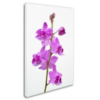 Трговска марка ликовна уметност виолетова орхидеи платно уметност од Курт Шафер