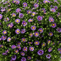 2QT Виолетова двојни астери, живи растенија