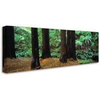Трговска марка ликовна уметност Redwoods and Ferns-Otway опсег Canvas Art by David Evans